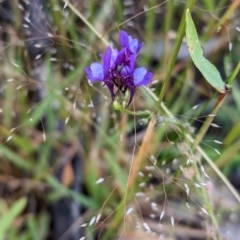 Linaria pelisseriana (Pelisser's Toadflax) at Coppabella, NSW - 29 Nov 2022 by Darcy
