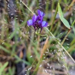 Linaria pelisseriana (Pelisser's Toadflax) at suppressed - 28 Nov 2022 by Darcy