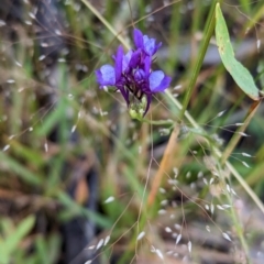 Linaria pelisseriana at Coppabella, NSW - 29 Nov 2022