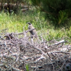 Philemon corniculatus (Noisy Friarbird) at Coppabella, NSW - 28 Nov 2022 by Darcy