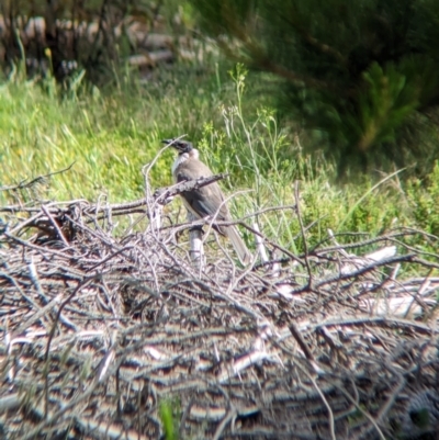 Philemon corniculatus (Noisy Friarbird) at Coppabella, NSW - 29 Nov 2022 by Darcy