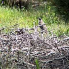 Philemon corniculatus at Coppabella, NSW - suppressed