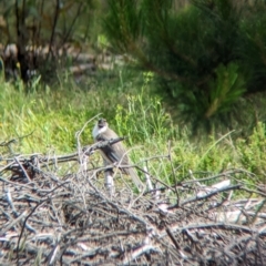 Philemon corniculatus at Coppabella, NSW - suppressed