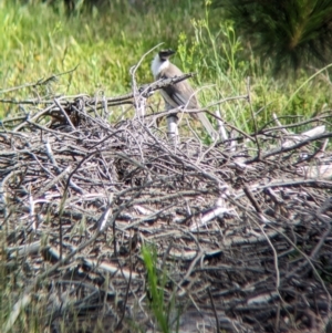 Philemon corniculatus at Coppabella, NSW - suppressed