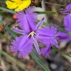 Thysanotus tuberosus (Common Fringe-lily) at Coppabella, NSW - 28 Nov 2022 by Darcy