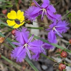 Thysanotus tuberosus at Coppabella, NSW - 29 Nov 2022