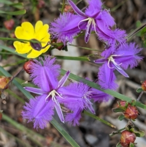 Thysanotus tuberosus at Coppabella, NSW - 29 Nov 2022