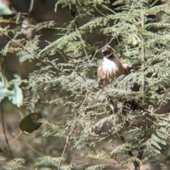 Philemon corniculatus (Noisy Friarbird) at Coppabella, NSW - 29 Nov 2022 by Darcy