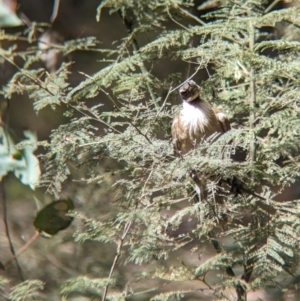 Philemon corniculatus (Noisy Friarbird) at suppressed by Darcy