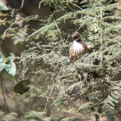 Philemon corniculatus (Noisy Friarbird) at Coppabella, NSW - 28 Nov 2022 by Darcy