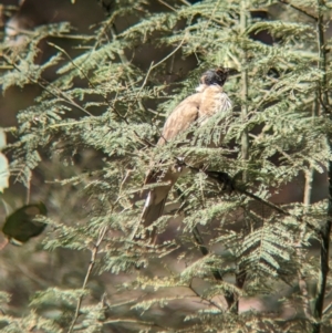 Philemon corniculatus at Coppabella, NSW - 29 Nov 2022