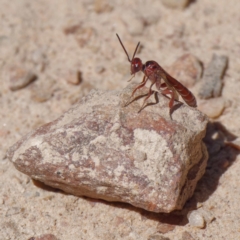 Hyptiogaster sp. (genus) (A parasitic wasp) at Namadgi National Park - 27 Jan 2022 by DPRees125
