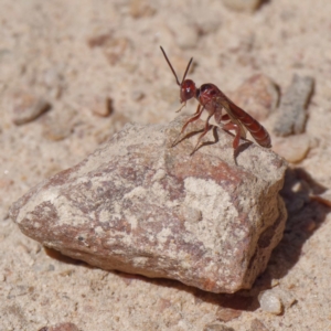 Hyptiogaster sp. (genus) at Mount Clear, ACT - 27 Jan 2022