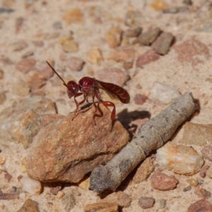 Hyptiogaster sp. (genus) at Mount Clear, ACT - 27 Jan 2022