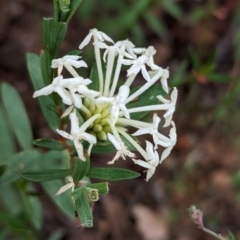 Pimelea microcephala (Riceflower) at Coppabella, NSW - 29 Nov 2022 by Darcy