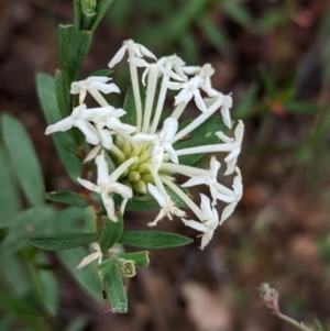 Pimelea microcephala at suppressed - 29 Nov 2022