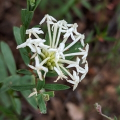 Pimelea microcephala (Riceflower) at Coppabella, NSW - 28 Nov 2022 by Darcy