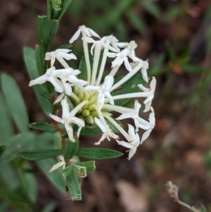 Pimelea microcephala (TBC) at suppressed by Darcy