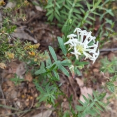 Pimelea microcephala at suppressed - suppressed