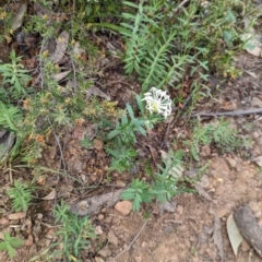 Pimelea microcephala at suppressed - suppressed