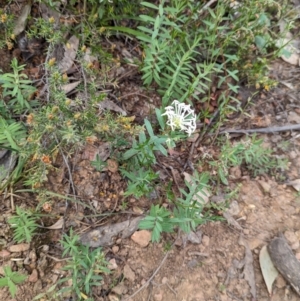 Pimelea microcephala at suppressed - suppressed