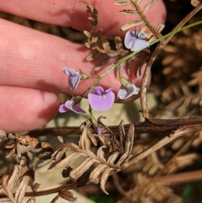 Glycine tabacina (Variable Glycine) at Mundaroo Flora Reserve - 29 Nov 2022 by Darcy