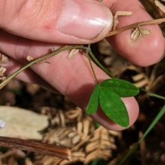 Glycine tabacina at Coppabella, NSW - suppressed