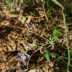 Glycine tabacina at Coppabella, NSW - suppressed
