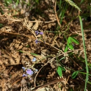 Glycine tabacina at Coppabella, NSW - 29 Nov 2022