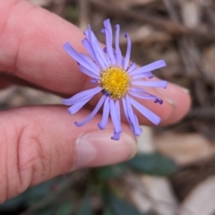 Brachyscome spathulata (Coarse Daisy, Spoon-leaved Daisy) at Mundaroo Flora Reserve - 29 Nov 2022 by Darcy