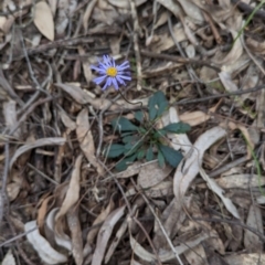 Brachyscome spathulata at Coppabella, NSW - suppressed