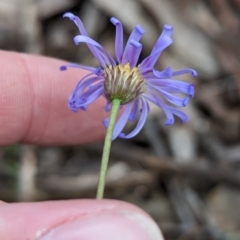 Brachyscome spathulata at Coppabella, NSW - suppressed