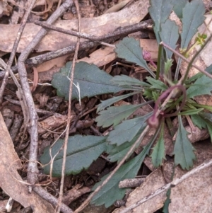 Brachyscome spathulata at Coppabella, NSW - suppressed