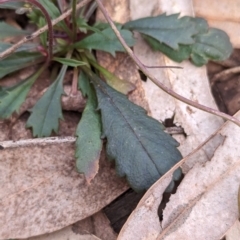 Brachyscome spathulata at Coppabella, NSW - suppressed