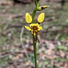 Diuris sulphurea (Tiger Orchid) at Mundaroo Flora Reserve - 29 Nov 2022 by Darcy