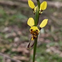 Diuris sulphurea at Coppabella, NSW - suppressed