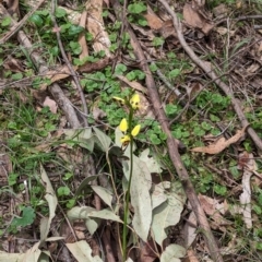 Diuris sulphurea at Coppabella, NSW - suppressed