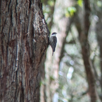 Cormobates leucophaea (White-throated Treecreeper) at Mundaroo Flora Reserve - 29 Nov 2022 by Darcy