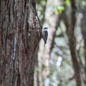 Cormobates leucophaea (White-throated Treecreeper) at suppressed by Darcy