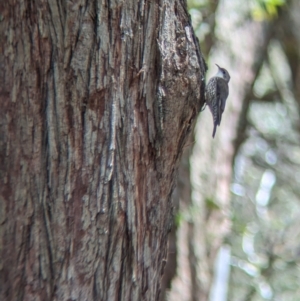 Cormobates leucophaea at Coppabella, NSW - suppressed