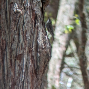 Cormobates leucophaea at Coppabella, NSW - suppressed