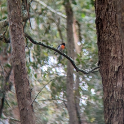 Petroica boodang (Scarlet Robin) at Mundaroo Flora Reserve - 29 Nov 2022 by Darcy