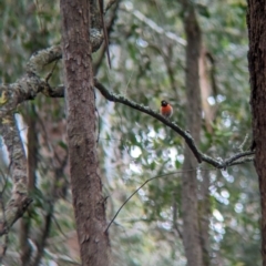 Petroica boodang at Coppabella, NSW - suppressed