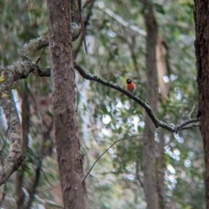 Petroica boodang at Coppabella, NSW - suppressed