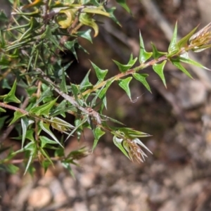 Acacia gunnii at Coppabella, NSW - 29 Nov 2022