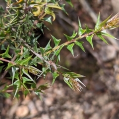 Acacia gunnii (Ploughshare Wattle) at Coppabella, NSW - 29 Nov 2022 by Darcy
