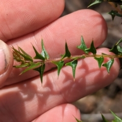Acacia gunnii at Coppabella, NSW - suppressed