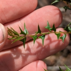 Acacia gunnii at Coppabella, NSW - 29 Nov 2022