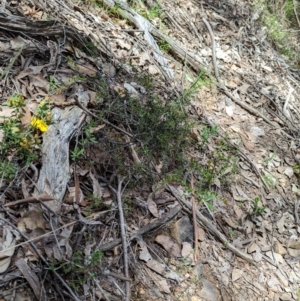Acacia gunnii at Coppabella, NSW - 29 Nov 2022
