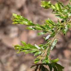 Acacia paradoxa (Kangaroo Thorn) at Coppabella, NSW - 29 Nov 2022 by Darcy